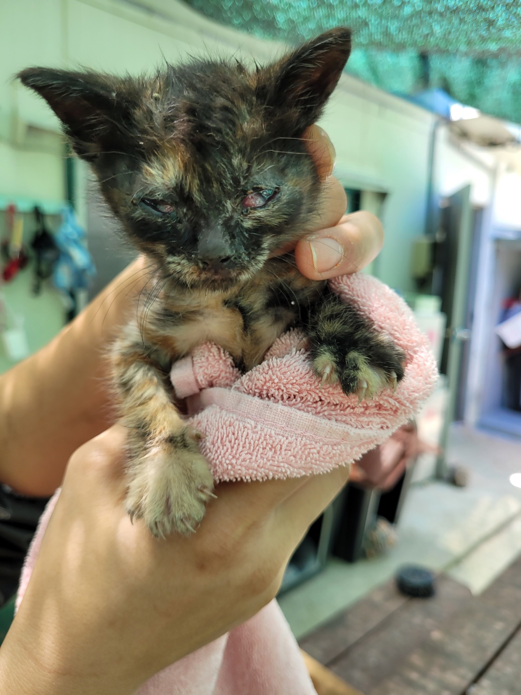 [고양이] 한국 고양이 경남-밀양-2025-00453 유기동물 배경 이미지 입니다.