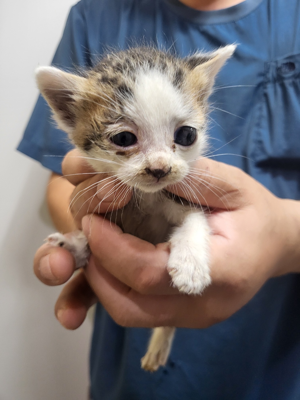 [고양이] 한국 고양이 경기-안성-2025-00293 유기동물 배경 이미지 입니다.