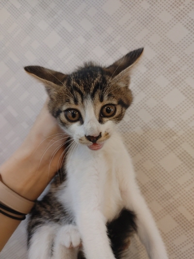 [고양이] 믹스묘 부산-동래-2025-00092 유기동물 배경 이미지 입니다.