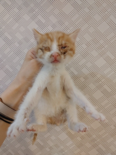 [고양이] 믹스묘 부산-남구-2025-00120 유기동물 배경 이미지 입니다.