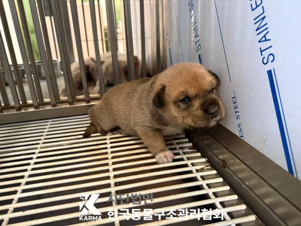 [개] 믹스견 경기-김포-2025-00431 유기동물 배경 이미지 입니다.