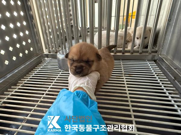 [개] 믹스견 경기-김포-2025-00428 유기동물 배경 이미지 입니다.