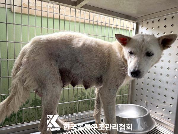 [개] 믹스견 경기-파주-2025-00437 유기동물 배경 이미지 입니다.