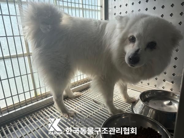 [개] 스피츠 경기-파주-2025-00447 유기동물 배경 이미지 입니다.