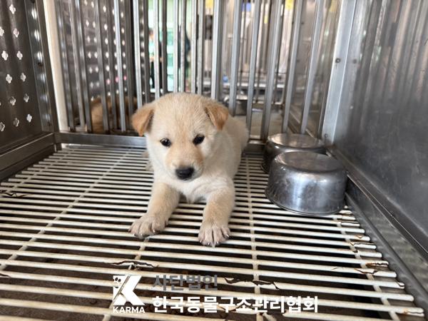 [개] 믹스견 경기-파주-2025-00440 유기동물 배경 이미지 입니다.