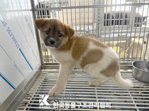 [개] 믹스견 경기-포천-2025-00507 유기동물 배경 이미지 입니다.