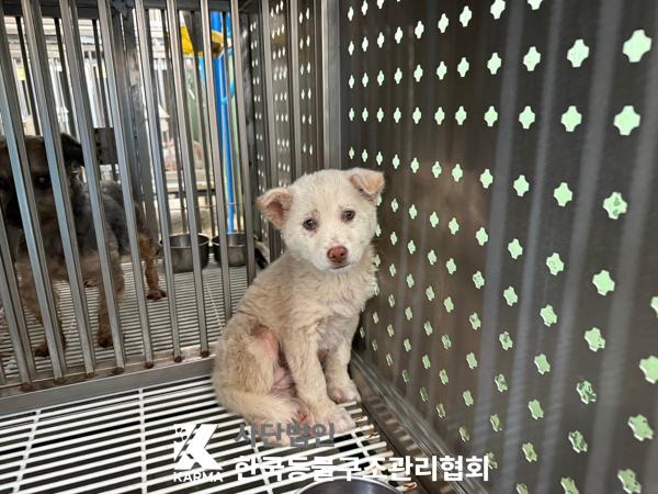 [개] 믹스견 경기-파주-2025-00445 유기동물 배경 이미지 입니다.