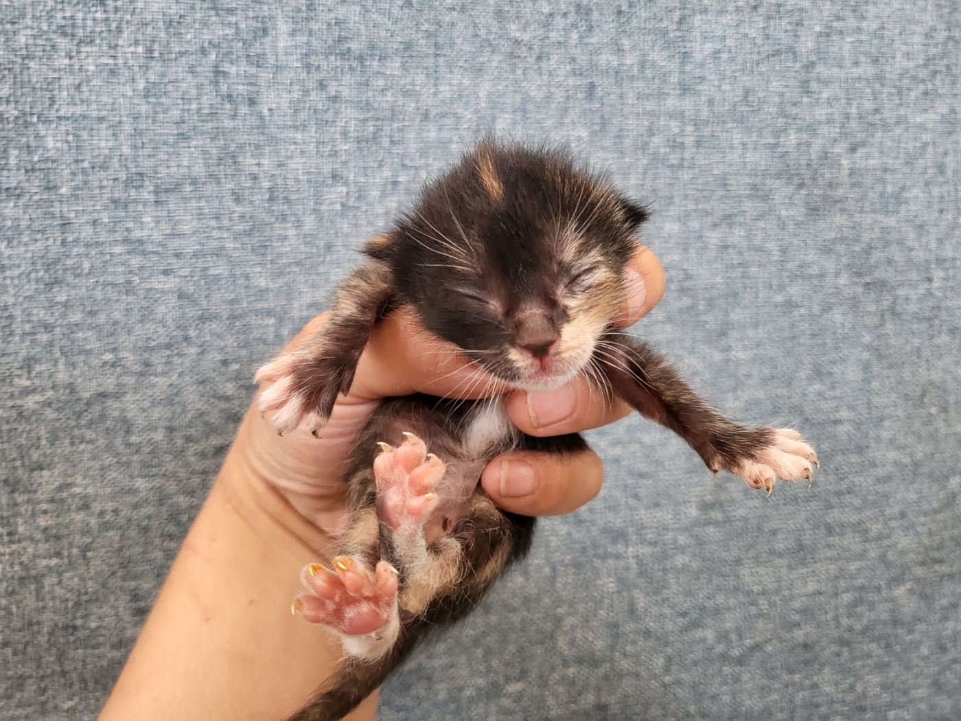 [고양이] 한국 고양이 경기-안산-2025-00399 유기동물 배경 이미지 입니다.