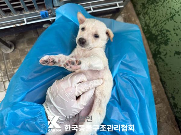 [개] 믹스견 경기-파주-2025-00442 유기동물 배경 이미지 입니다.