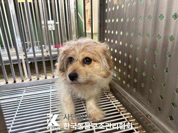 [개] 믹스견 서울-강북-2025-00073 유기동물 배경 이미지 입니다.