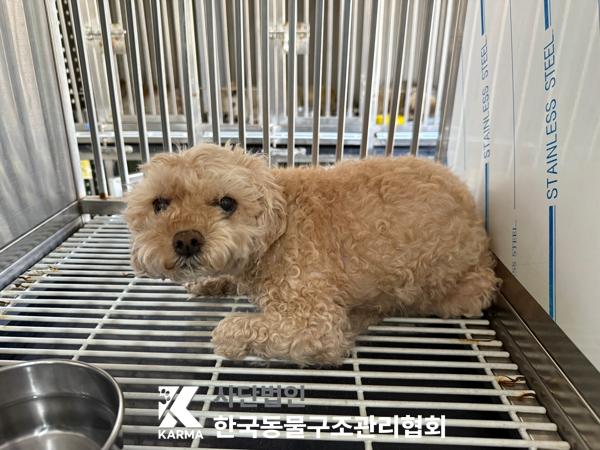[개] 푸들 서울-동대문-2025-00140 유기동물 배경 이미지 입니다.