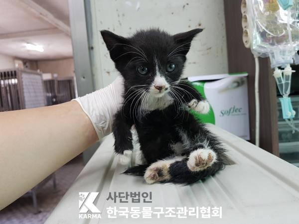 [고양이] 한국 고양이 경기-김포-2025-00436 유기동물 배경 이미지 입니다.
