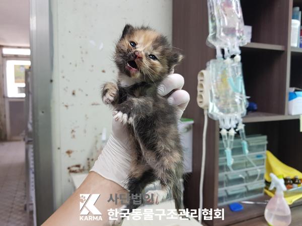 [고양이] 한국 고양이 경기-의정부-2025-00139 유기동물 배경 이미지 입니다.