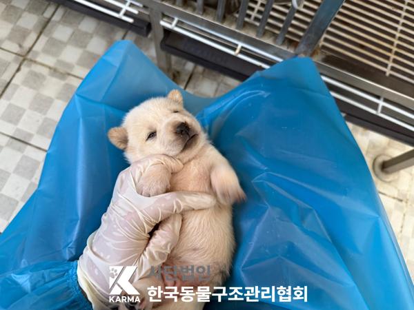 [개] 믹스견 경기-김포-2025-00432 유기동물 배경 이미지 입니다.
