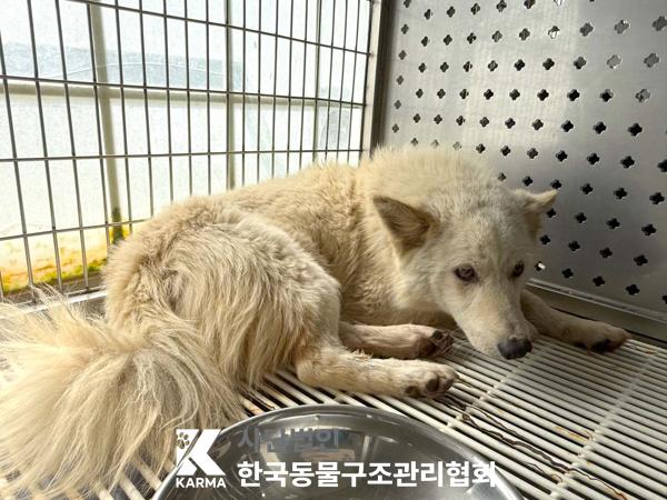 [개] 믹스견 경기-파주-2025-00436 유기동물 배경 이미지 입니다.