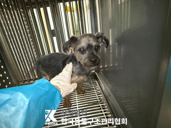 [개] 요크셔 테리어 서울-성북-2025-00061 유기동물 배경 이미지 입니다.