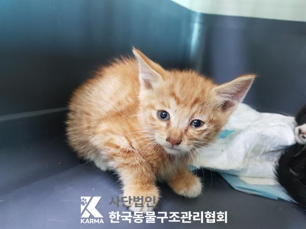 [고양이] 한국 고양이 경기-김포-2025-00434 유기동물 배경 이미지 입니다.