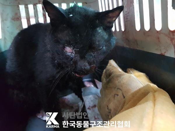 [고양이] 한국 고양이 서울-구로-2025-00071 유기동물 배경 이미지 입니다.