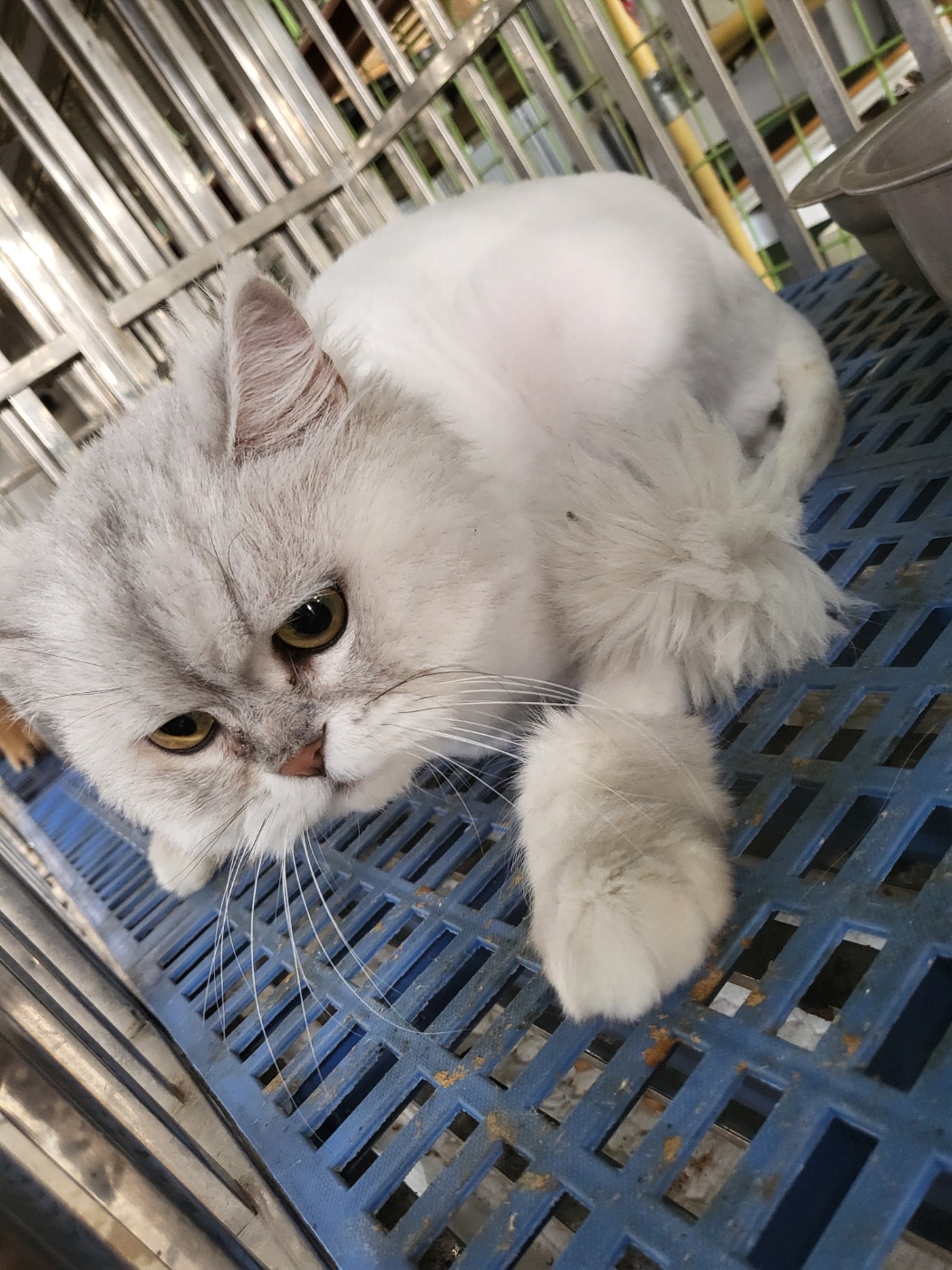 [고양이] 페르시안 경기-평택-2025-00858 유기동물 배경 이미지 입니다.