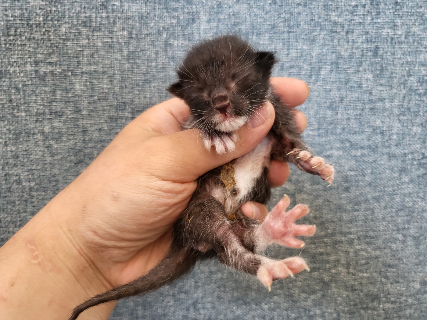 [고양이] 한국 고양이 경기-안산-2025-00397 유기동물 배경 이미지 입니다.