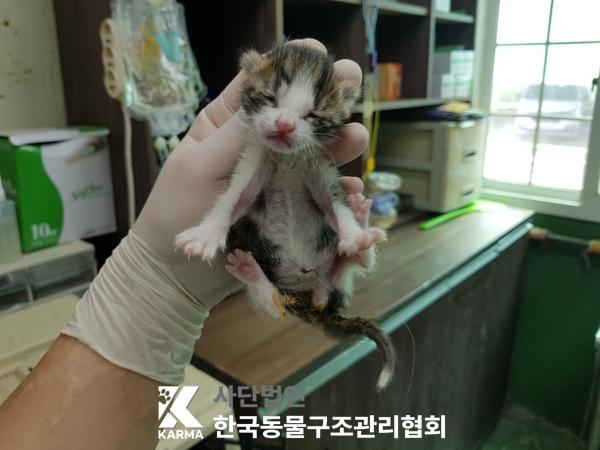 [고양이] 한국 고양이 경기-파주-2025-00449 유기동물 배경 이미지 입니다.