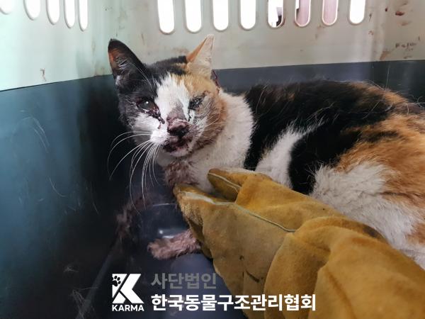 [고양이] 한국 고양이 서울-중구-2025-00016 유기동물 배경 이미지 입니다.