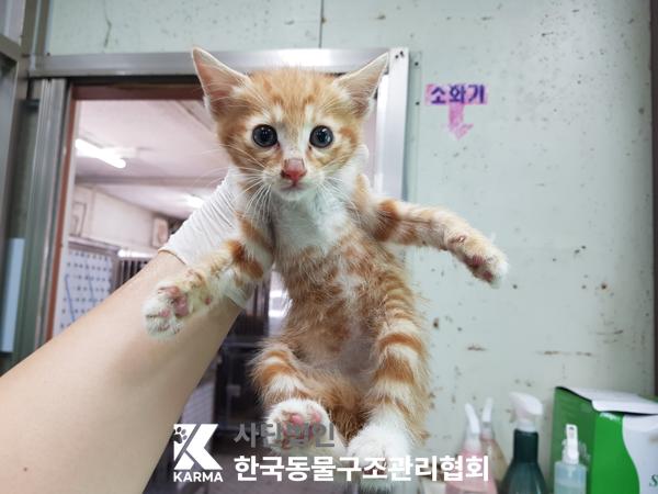 [고양이] 한국 고양이 경기-김포-2025-00435 유기동물 배경 이미지 입니다.