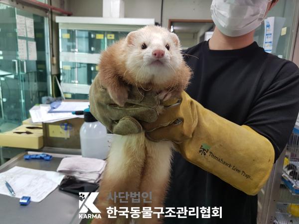 [기타축종] 페럿 서울-구로-2025-00072 유기동물 배경 이미지 입니다.