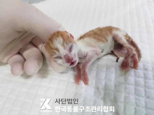 [고양이] 한국 고양이 경기-연천-2025-00204 유기동물 배경 이미지 입니다.