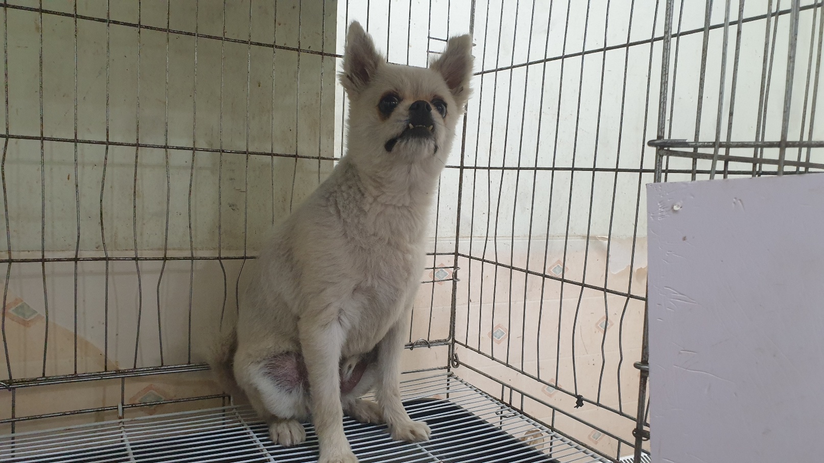 [개] 포메라니안 전북-전주-2025-00473 유기동물 배경 이미지 입니다.