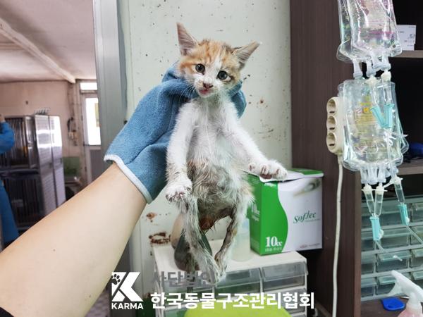 [고양이] 한국 고양이 서울-서대문-2025-00073 유기동물 배경 이미지 입니다.