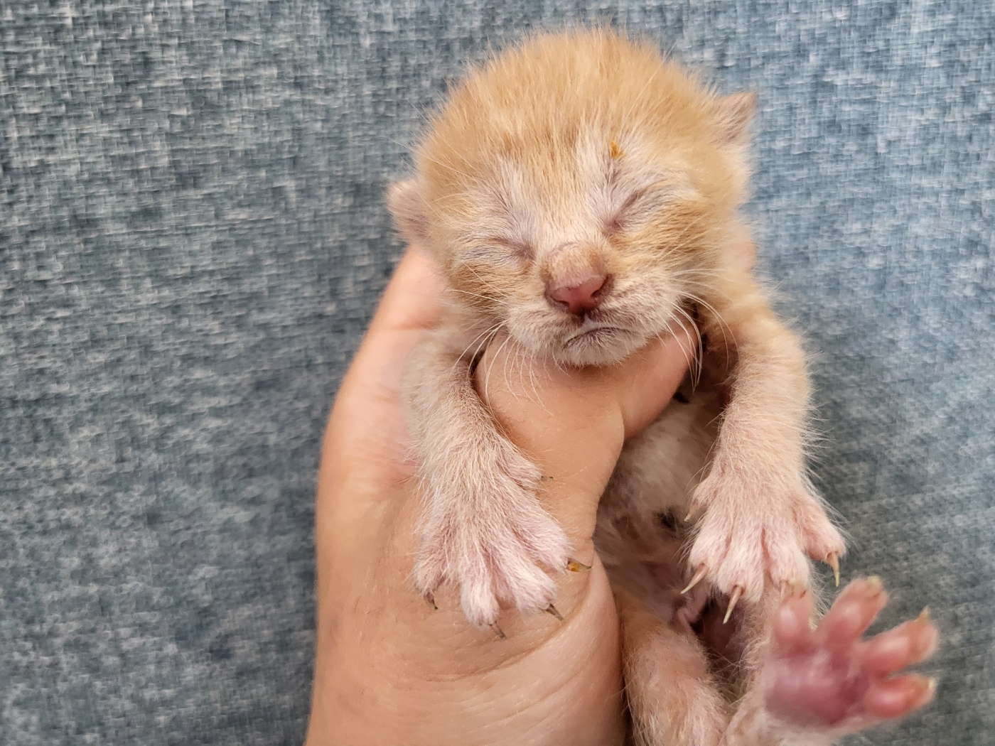 [고양이] 한국 고양이 경기-안산-2025-00401 유기동물 배경 이미지 입니다.