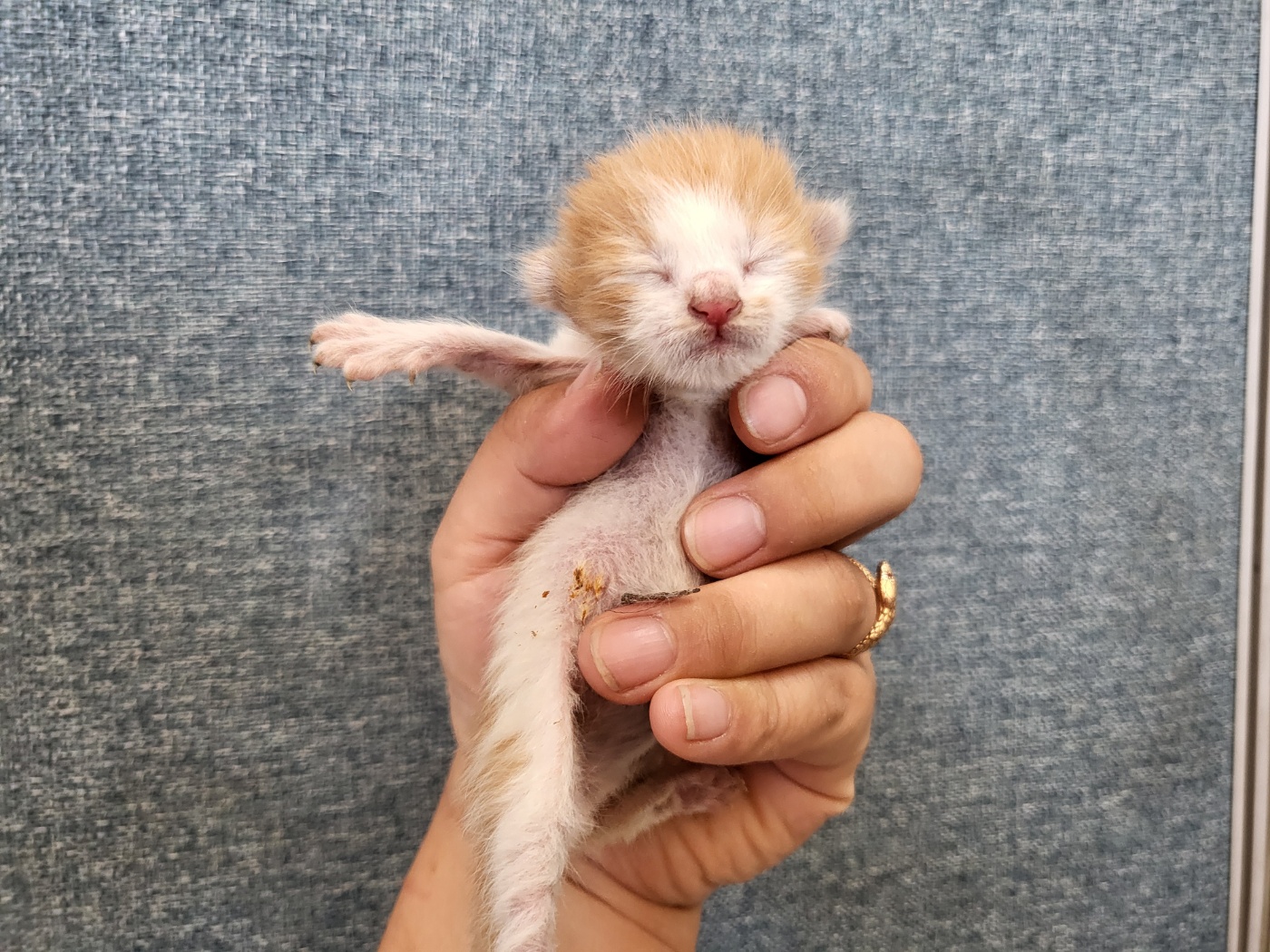 [고양이] 한국 고양이 경기-안산-2025-00396 유기동물 배경 이미지 입니다.