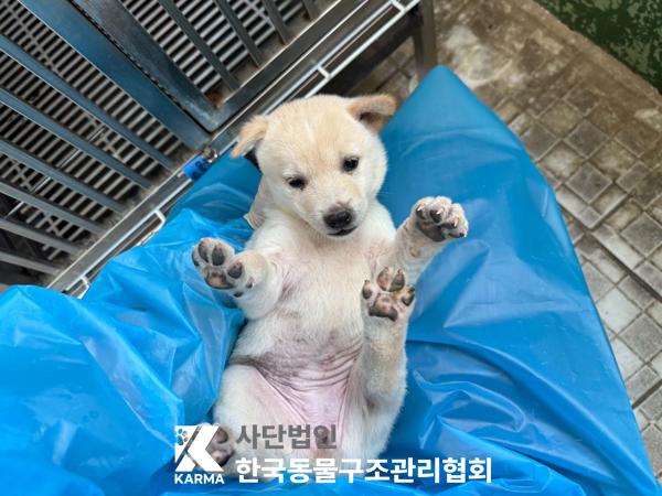 [개] 믹스견 경기-파주-2025-00441 유기동물 배경 이미지 입니다.