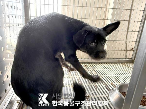 [개] 믹스견 서울-강북-2025-00074 유기동물 배경 이미지 입니다.