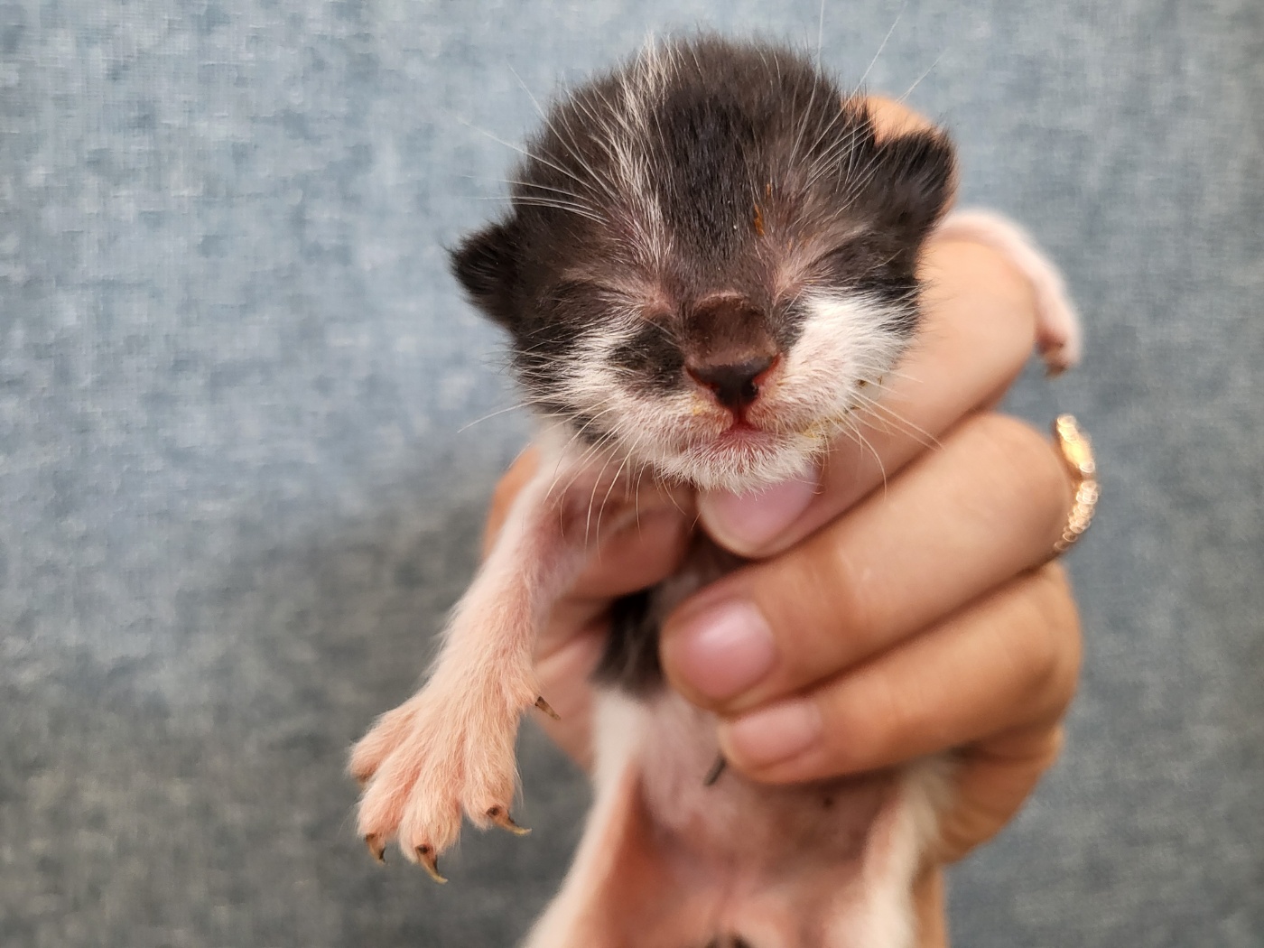 [고양이] 한국 고양이 경기-안산-2025-00398 유기동물 배경 이미지 입니다.