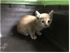 [고양이] 한국 고양이 부산-연제-2025-00087 유기동물 배경 이미지 입니다.