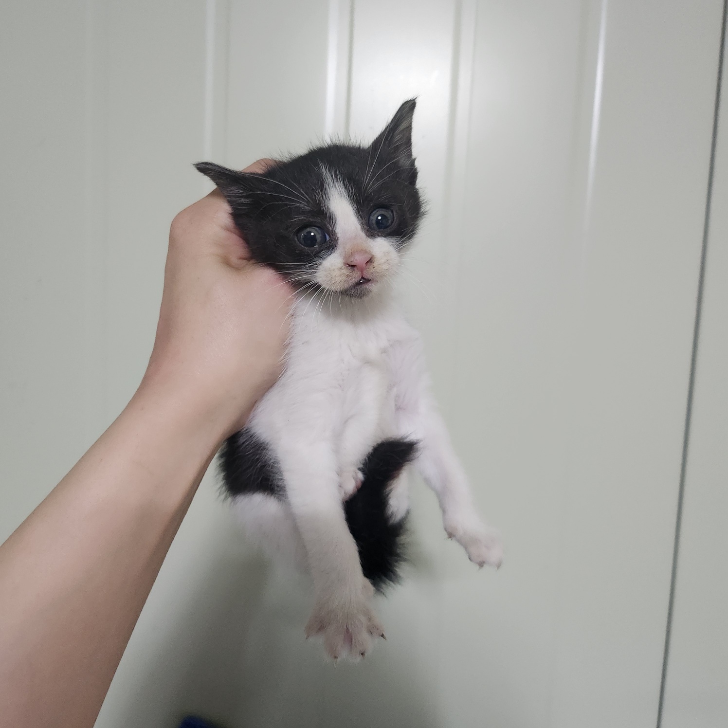 [고양이] 한국 고양이 부산-중구-2025-00081 유기동물 배경 이미지 입니다.