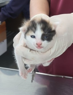[고양이] 한국 고양이 제주-제주-2025-01378 유기동물 배경 이미지 입니다.