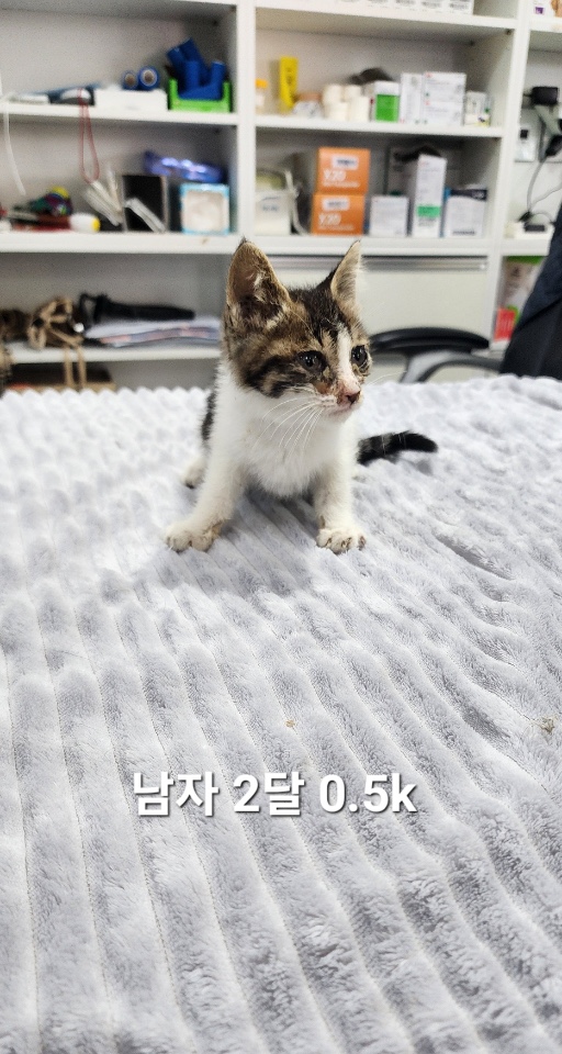 [고양이] 한국 고양이 충북-옥천-2025-00229 유기동물 배경 이미지 입니다.