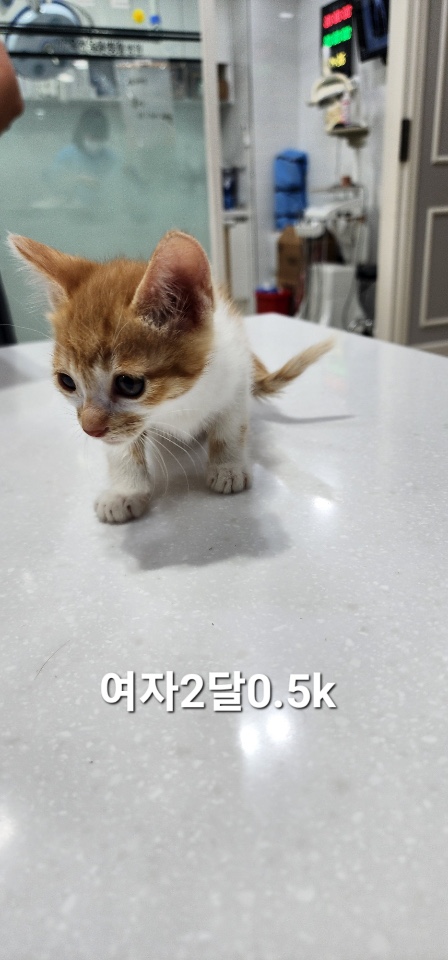 [고양이] 한국 고양이 충북-옥천-2025-00225 유기동물 배경 이미지 입니다.