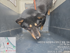 [개] 진도견 대전-중구-2025-00090 유기동물 배경 이미지 입니다.