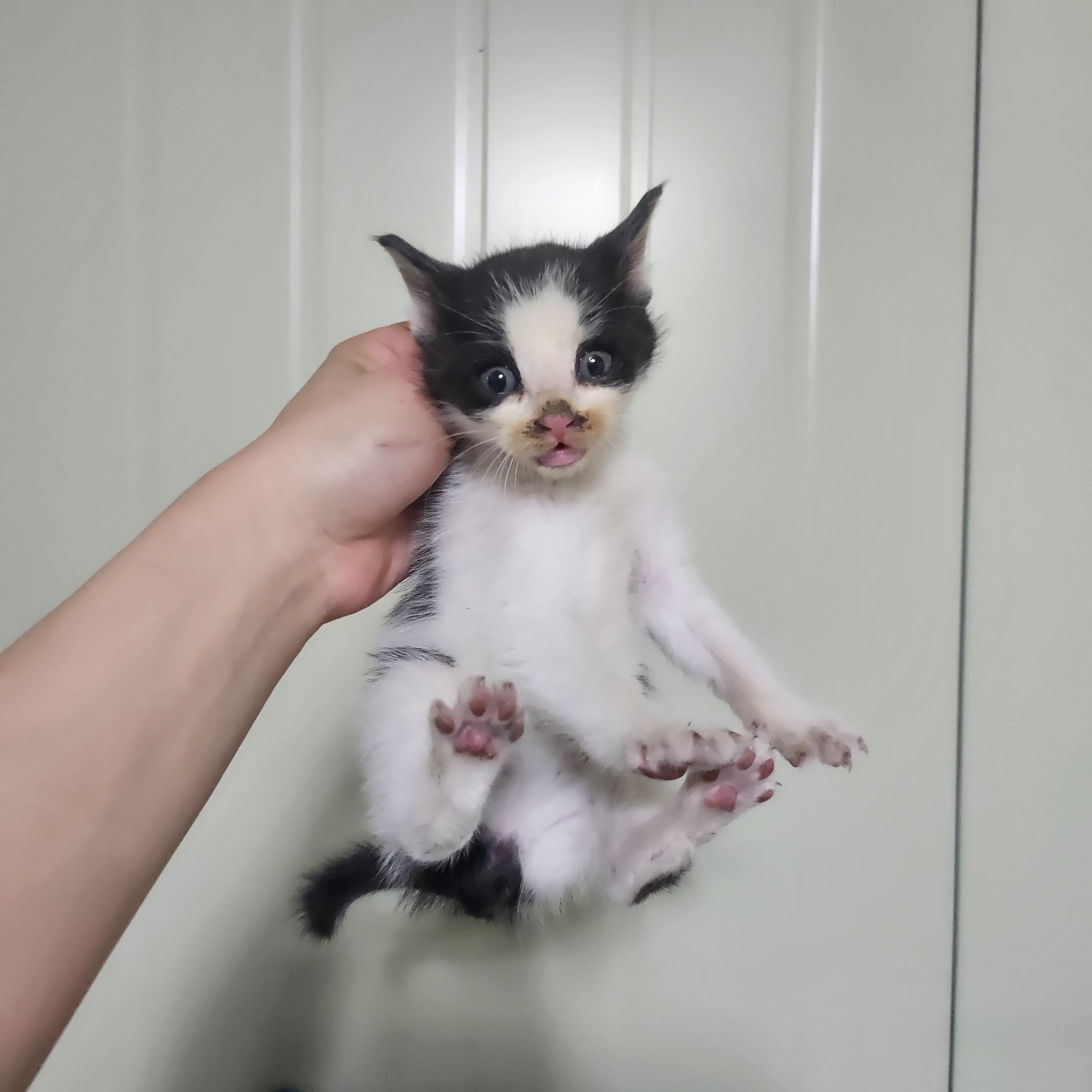 [고양이] 한국 고양이 부산-중구-2025-00080 유기동물 배경 이미지 입니다.