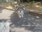 [개] 믹스견 대전-중구-2025-00091 유기동물 배경 이미지 입니다.