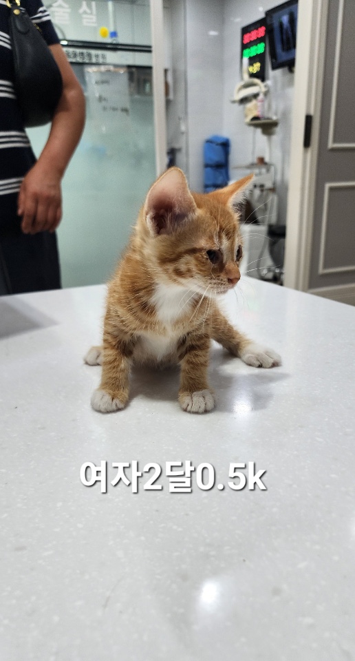[고양이] 한국 고양이 충북-옥천-2025-00226 유기동물 배경 이미지 입니다.