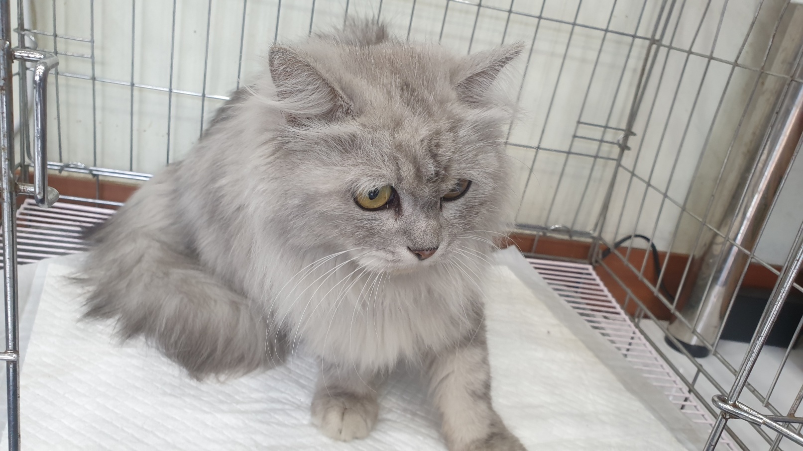[고양이] 페르시안 전북-전주-2025-00474 유기동물 배경 이미지 입니다.