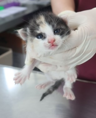 [고양이] 한국 고양이 제주-제주-2025-01377 유기동물 배경 이미지 입니다.