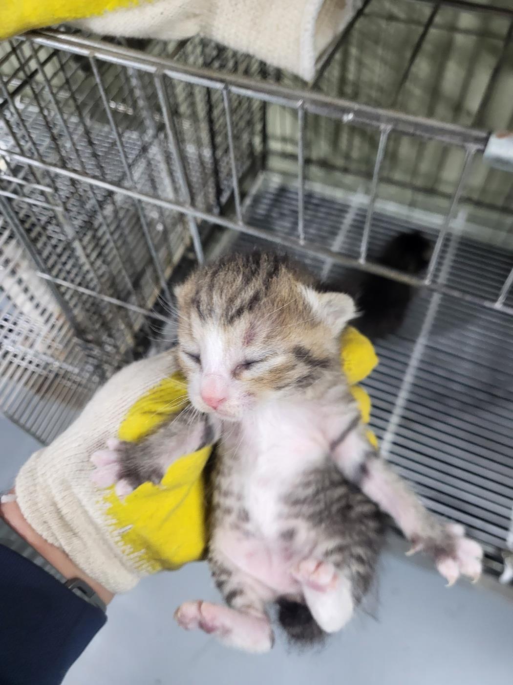 보호중 한국 고양이…
