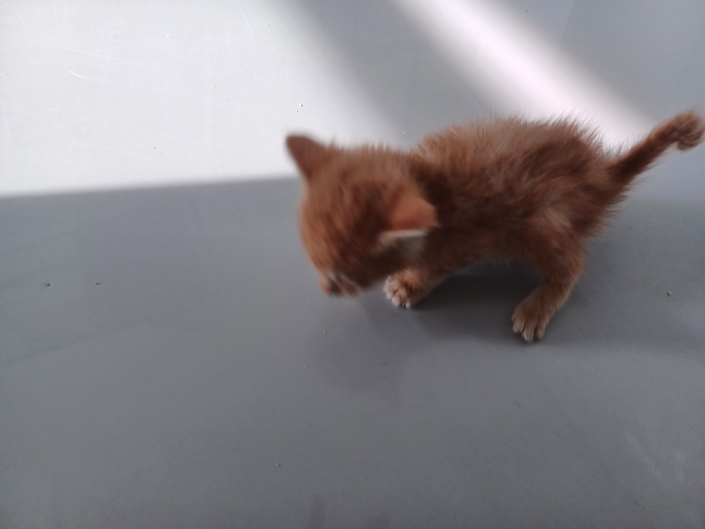 [고양이] 한국 고양이 강원-인제-2025-00053 유기동물 배경 이미지 입니다.
