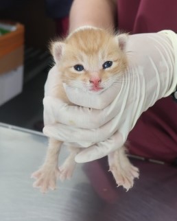 [고양이] 한국 고양이 제주-제주-2025-01380 유기동물 배경 이미지 입니다.